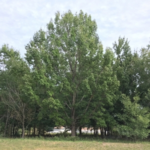 Sawtooth Oak Tree